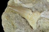 Two Partially Rooted Mosasaur Teeth In Rock #95103-1